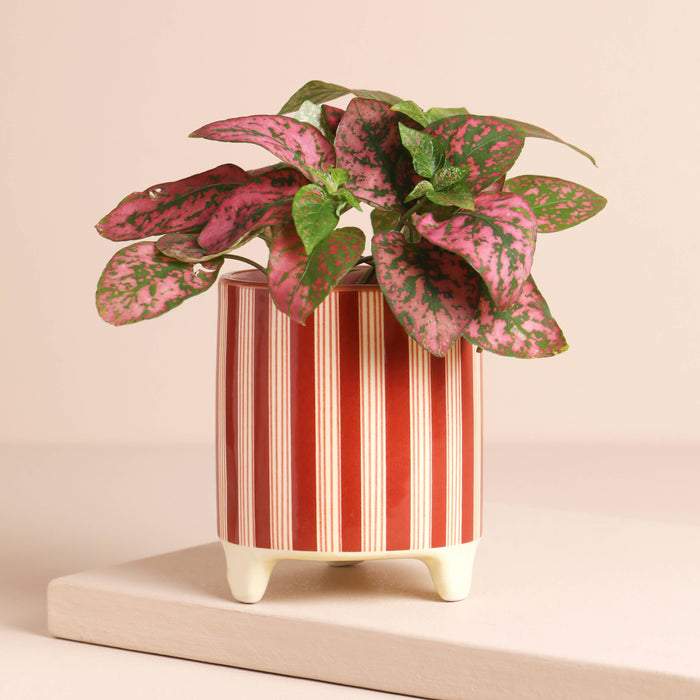 Red Candycane Stripe Small Planter